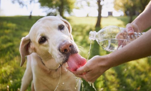 Toplinski udar pogađa sve pa i ljubimce, ovo su važni savjeti vlasnicima pasa