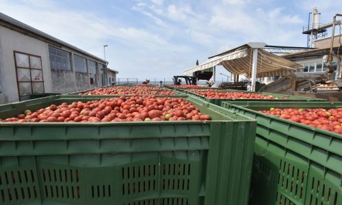 Podravka: I dalje ćemo nastaviti raditi s proizvođačima rajčica u Istri