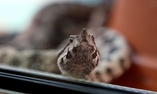 Poskok ugrizao djevojčicu u BiH, pogledajte kako izgleda reakcija na otrov