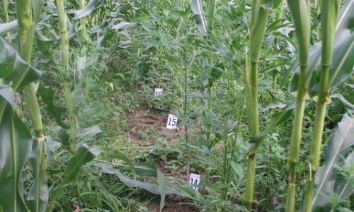 Vodičanka uhvaćena dok je zalijevala 'travu'