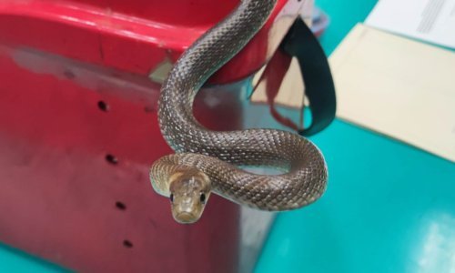 U Zagrebu još dvije intervencije zbog zmija: Jedna završila pod loncem!