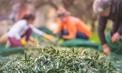 Proizvodnja maslinova ulja ugrožena: Prijeti nestašica, pa i još veći rast cijena
