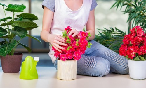 Sobne biljke vam često propadaju? Evo kako izbjeći najčešće greške
