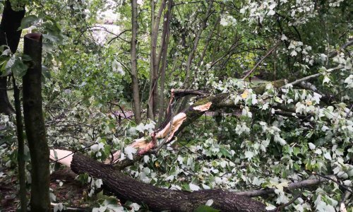 Nevrijeme nije zaobišlo ni Botanički vrt: Pogledajte kakvu je štetu napravio vjetar