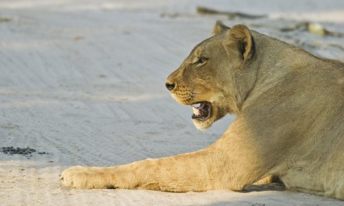 Na ulicama Berlina slobodno luta lavica, stanovnici zamoljeni da ne izlaze iz kuće