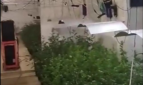 Policija upala u laboratorij za uzgoj trave kod Splita