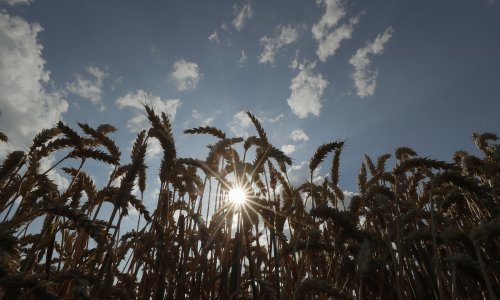Proizvođačke cijene poljoprivrednih proizvoda porasle za 2,4 posto