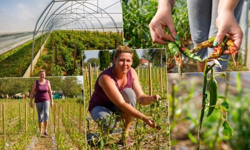 Prvo ju je osušilo sunce, a potom dokrajčila tuča, ali baranjska paprika i Tamara se ne daju: 'Živnut će ona...'