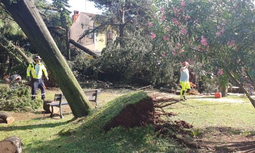 Novigrad teško stradao u oluji: Razoren cijeli kamp, u 15 minuta palo 200 stabala