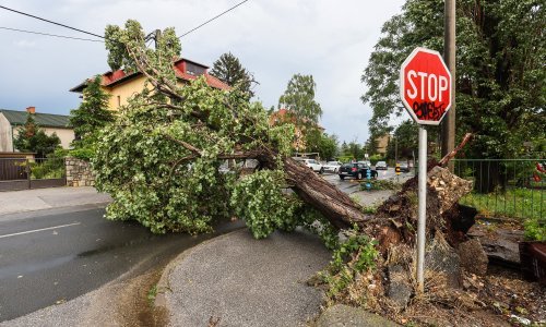 Zagreb će stabla srušena u nevremenu dijeliti građanima za ogrijev