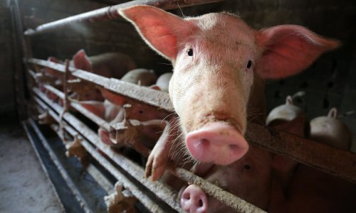 Vijetnam odobrio prva cjepiva za afričku svinjsku kugu