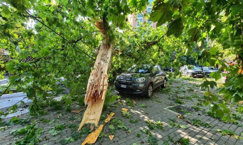 Oluja je u Hrvatskoj uništila tri milijuna kubika šuma