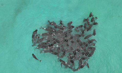 U masovnom nasukavanju u Australiji uginuo pedeset jedan kit