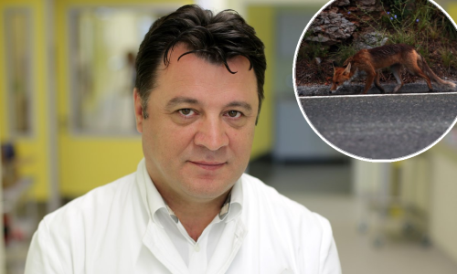 Lisice se sve više približavaju ljudima; prenijele su i bolest koja može biti opasna