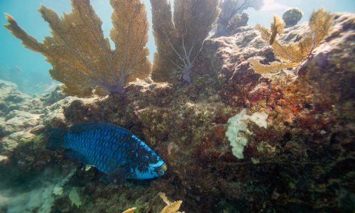 Temperatura mora na Floridi preko 38 stupnjeva: Kao da ste ušli u vruću kadu