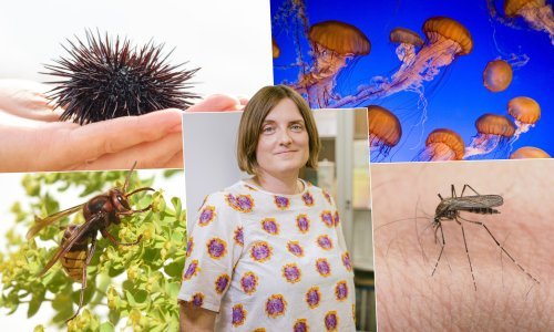 Opekline, meduze, insekti... Kako izbjeći bolne posljedice ljetnih nezgoda?