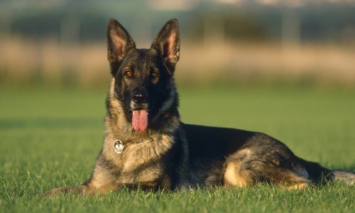 Može li svaki pas biti čuvar?