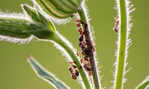 Muči vas najezda mrava? Evo kako ih se riješiti na prirodan način