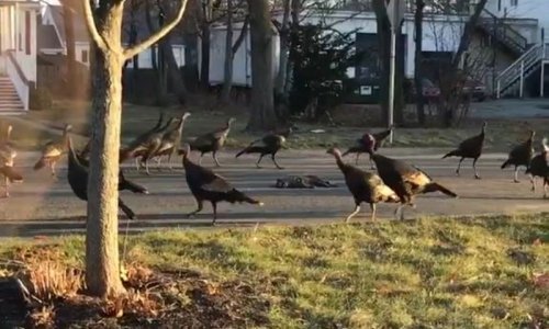 Znate li zašto purani unedogled kruže oko mrtve mačke?