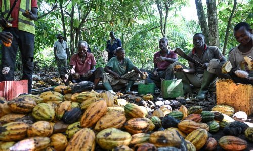 Loše vijesti za ljubitelje slatkiša: Spremite se na više cijene, kreće nestašica kakaovca