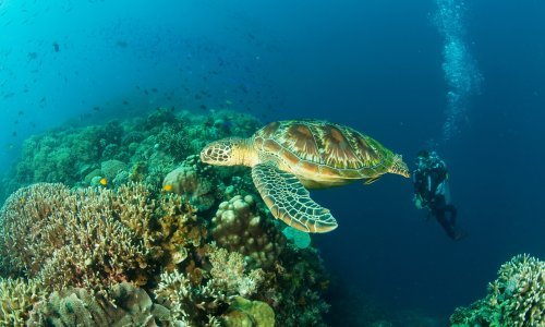 Pronađeni ostaci DNK u fosilu kornjače starom šest milijuna godina