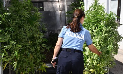 Policija uhitila mladića zbog uzgoja i proizvodnje marihuane