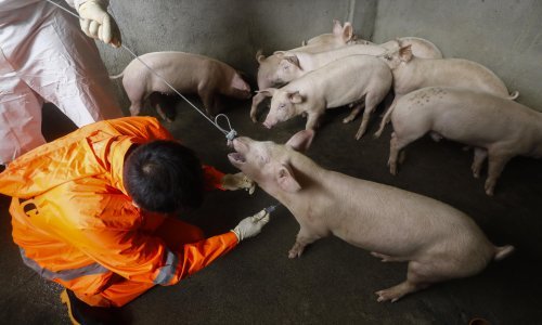 'Svinjogojstvo bi moglo nestati zbog afričke svinjske kuge, zato smo strogi'