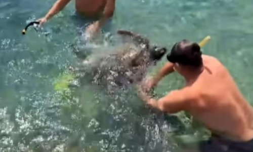 Kornjače grizu jer se brane! Pojavila se snimka mučnog maltretiranja životinje