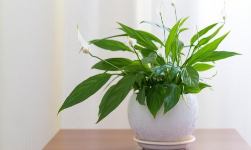 Želite smanjiti prašinu u domu? Ove predivne sobne biljke postat će vam najveći saveznik
