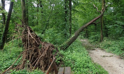 U parku Maksimir oštećeno oko 400 stabala, nije siguran za posjetitelje