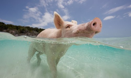 Nitko ne uživa kao ove svinje na Bahamima!