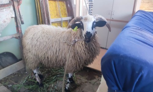 Usred Zagreba htjeli zaklati ovna za slavlje, no pobjegao im je