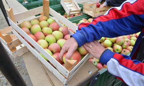 Njemački voćari u problemima; loše vrijeme drastično reže urod jabuka