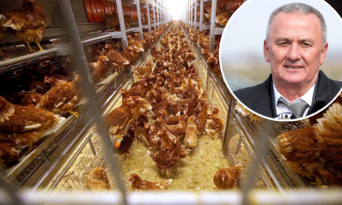 Lukač mora usmrtiti 52 tisuće kokoši. Za sve optužuje Inspektorat i konkurenciju