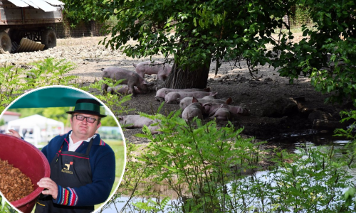 Slavonski svinjogojci na koljenima zbog kuge: Nemam ni papka više u dvorištu