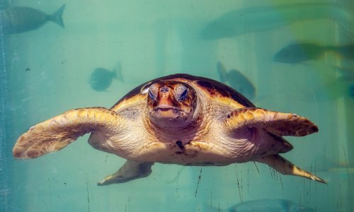 Glavata želva i dalje na Čiovu: Ugrizla nekoliko kupača