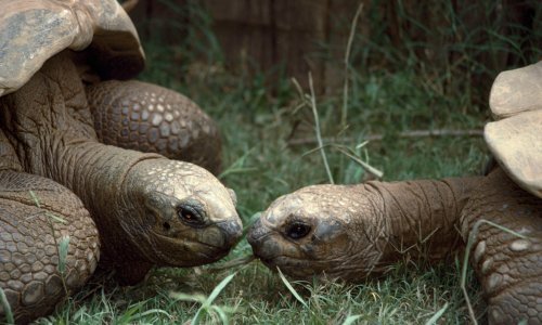 Oklopi kornjača mogu se koristiti za proučavanje nuklearne kontaminacije