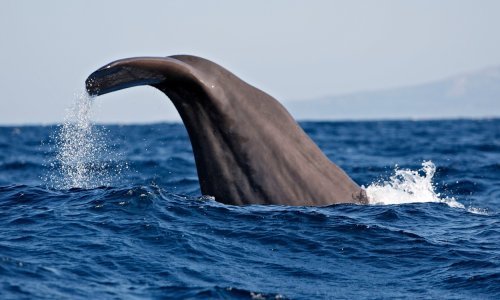 Skupina ulješura kod Korčule; javite ako uočite velike kitove