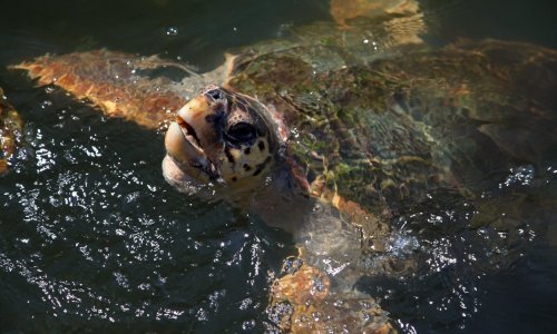 Glavata želva na Čiovu ugrizla četiri osobe, stručnjaci: 'Samo se brani!'
