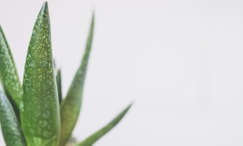 Gel aloe vere mogao bi postati vaša nova omiljena hidratantna krema