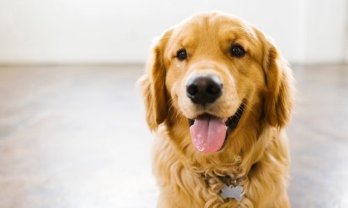 U SAD-u pas vlasniku pojeo putovnicu nekoliko dana prije vjenčanja u Italiji