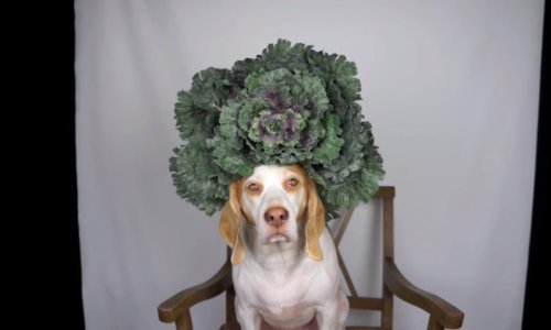 Strpljivi pas fotografirao se s 50 biljaka na glavi