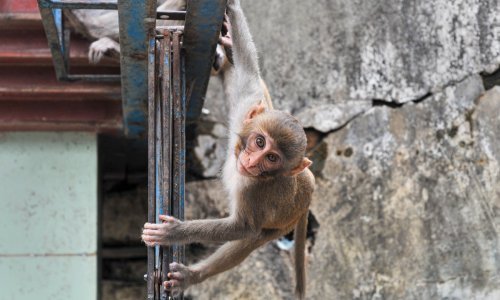 Indija zaposlila 'ljude-majmune' da tjeraju makakije tijekom samita G20