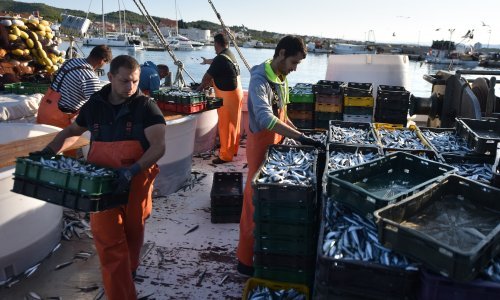 Ribe u Jadranu sve je manje, a pojavilo se i 46 novih vrsta