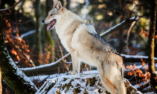 Von der Leyen je vuk ubio ponija. Sada Europska komisija priprema novi zakon