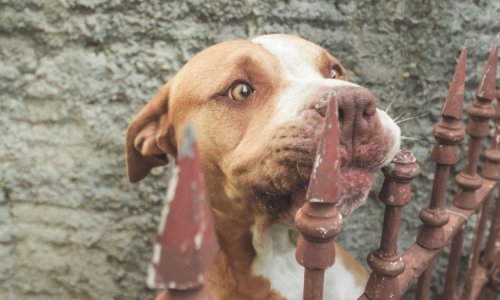 Pas ugrizao dijete za lice. Vlasnik: 'Riki je reagirao instinktivno zbog boli'