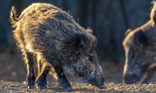 Obitelj divljih svinja od sinoć obilazi istok Zagreba: Viđene i u školskom dvorištu