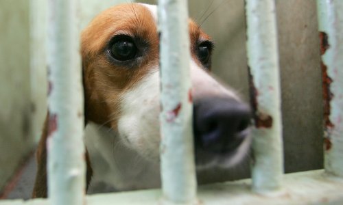 Prijatelji životinja pisali Plenkoviću zbog spolnog zlostavljača pasa