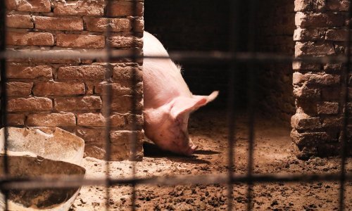 U Vukovarsko-srijemskoj županiji ove godine neće biti svinjokolje