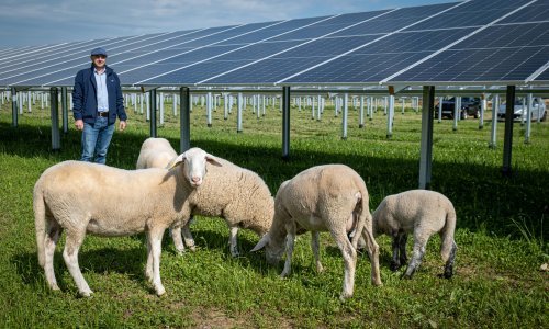 Novi zamah: Hrvatska prepoznala važnost agrosunčanih elektrana u poljoprivredi